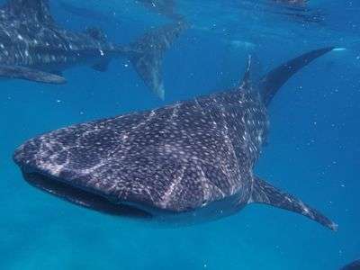 セブ島ジンベイザメ