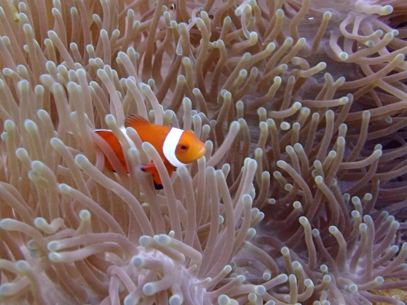 クマノミの不思議 石垣島店ブログ