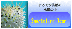 snorkeling tour
