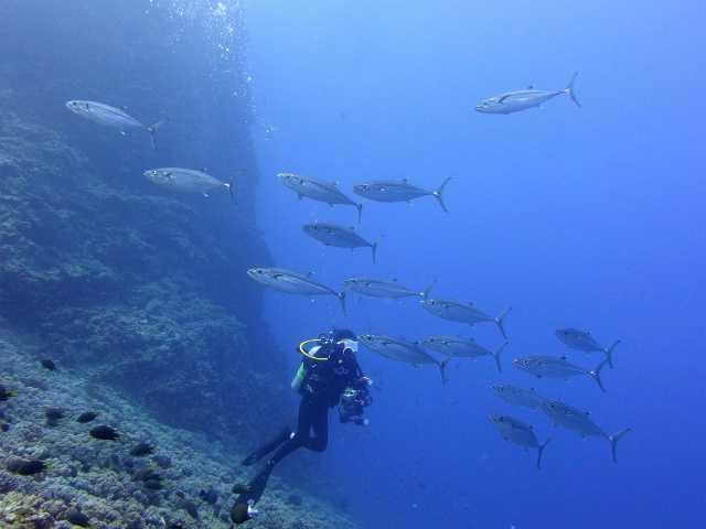 イソマグロの群れ