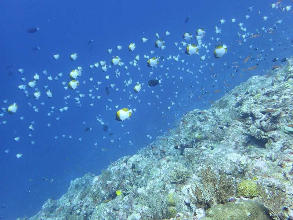 「ブルーコーナー」の濃い魚影