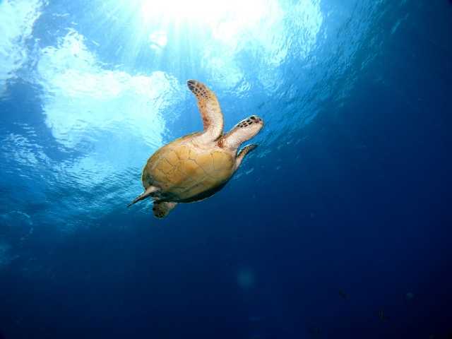 カメが多く生息