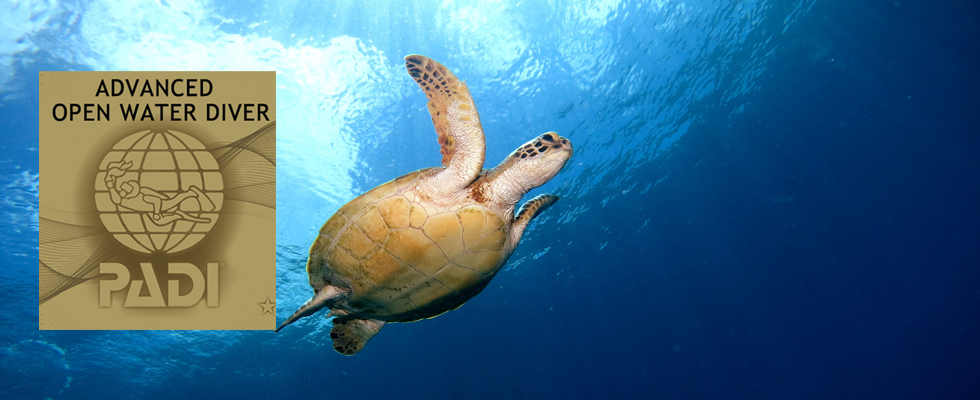 【沖縄那覇】パラダイス倶楽部のダイビング専用自社ボートとAOWコースに参加するとよく見られるウミガメとCカードの画像