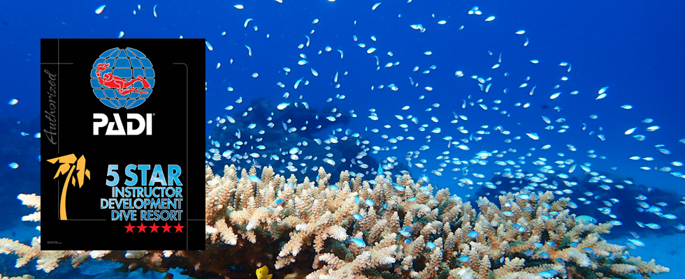 PADI5スターIDリゾートロゴとデバズズメダイの群れ