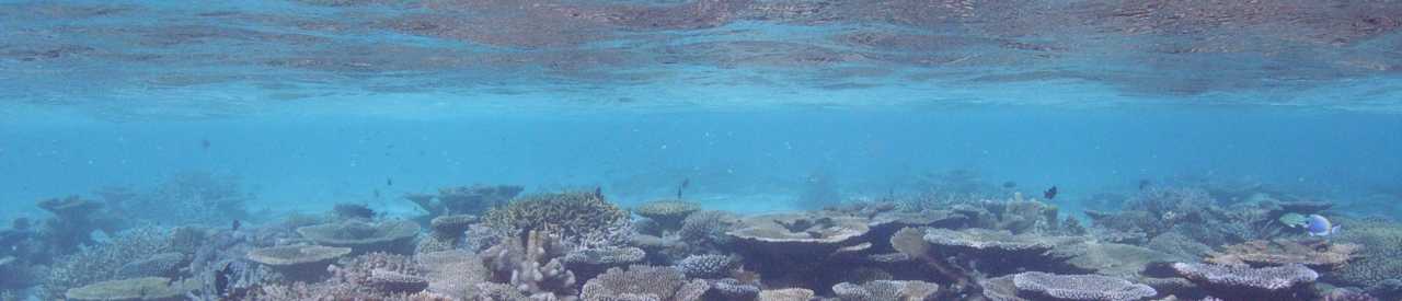 海の環境保護活動