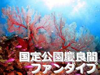 ダイビング ツアー